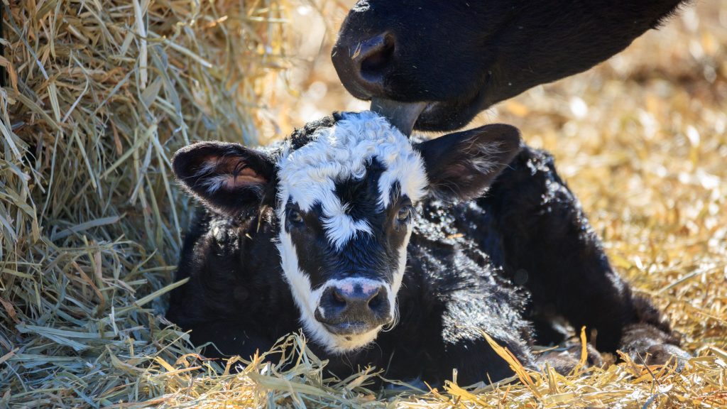 ​Police Officer Removed from Frontline Duties After Allegedly Hitting Calf with Patrol Car