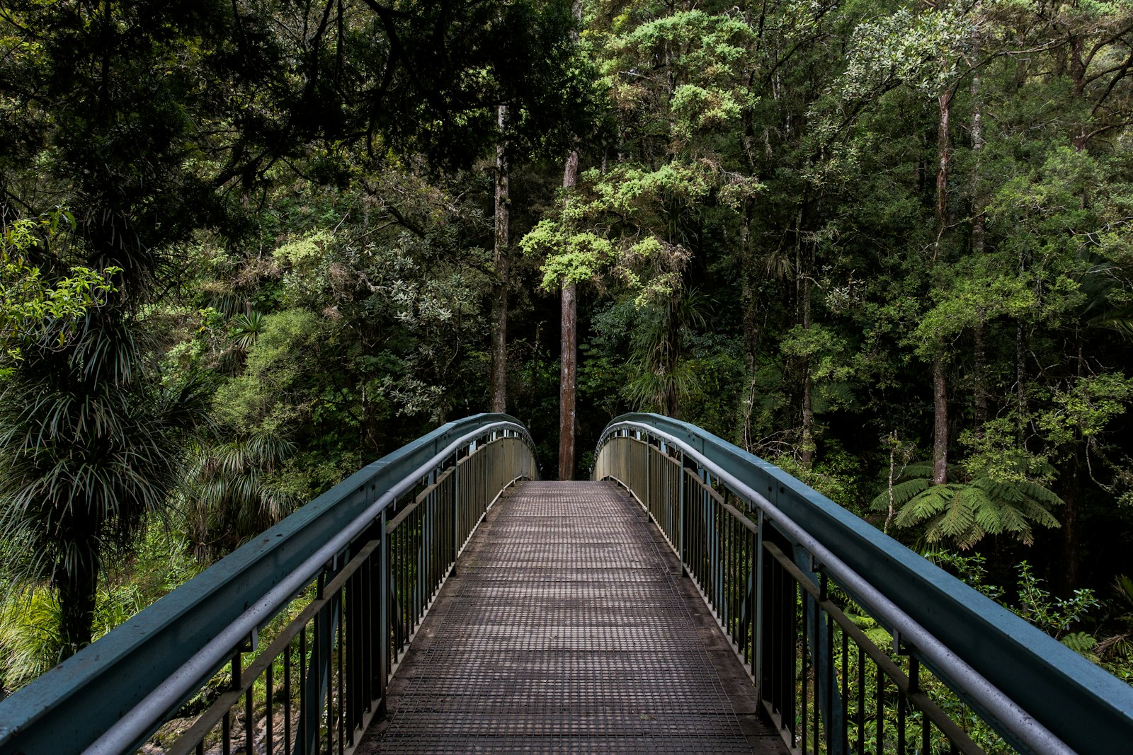 Wooden footbridge leading through peaceful woodland representing a supportive path forward