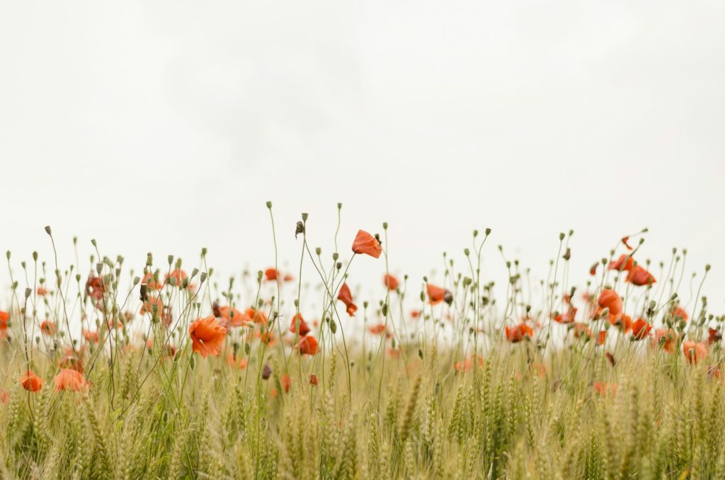 Field of red poppies representing remembrance and compassionate support