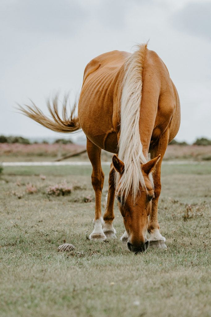 Horse grazing in a field representing equine injury claims